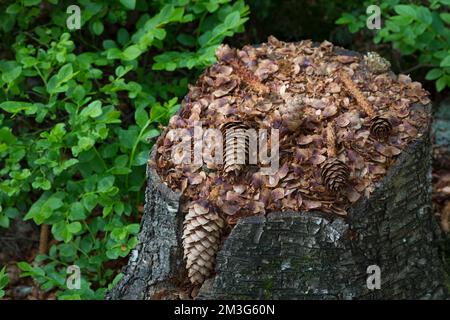 Eichhörnchen hat Fichtenzapfen, Zapfen abgenagt und die Samen gefressen, typische Fraßspur, Frass-Spur, Eichhörnchen, Sciurus vulgaris, Scoiattolo rosso, Foto Stock