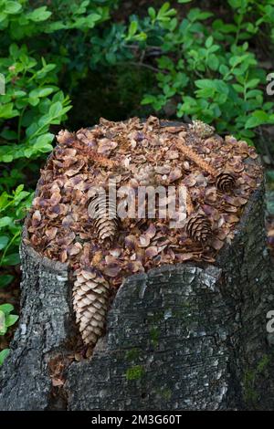 Eichhörnchen hat Fichtenzapfen, Zapfen abgenagt und die Samen gefressen, typische Fraßspur, Frass-Spur, Eichhörnchen, Sciurus vulgaris, Scoiattolo rosso, Foto Stock