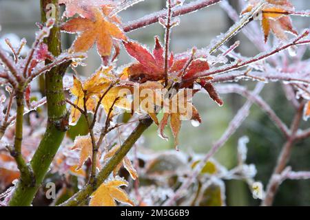 Foglie Acer congelate Foto Stock