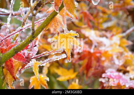 Foglie Acer congelate Foto Stock