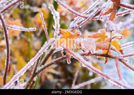 Foglie Acer congelate Foto Stock