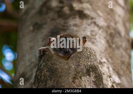 Il lemur sportivo settentrionale (Lepilemur septentrionalis), noto anche come lemur sportivo Sahafary, Ankarana Special Reserve, Madagascar Foto Stock