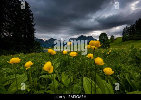 Globeflowers (Troglius europaeus) su un prato di montagna con la cima Altmann sullo sfondo, Wildhaus, Appenzell, Svizzera Foto Stock