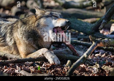 Lupo grigio (Canis lupus), scena di alimentazione nel recinto, Wisentgehege Springe, bassa Sassonia, Germania Foto Stock