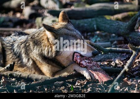 Lupo grigio (Canis lupus), scena di alimentazione nel recinto, Wisentgehege Springe, bassa Sassonia, Germania Foto Stock