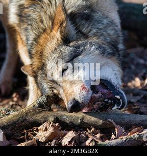 Lupo grigio (Canis lupus), scena di alimentazione nel recinto, Wisentgehege Springe, bassa Sassonia, Germania Foto Stock