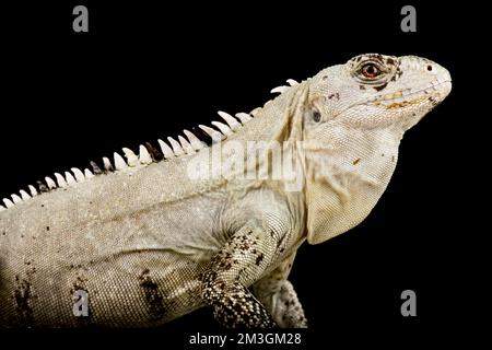 Utila Iguana a coda spinosa (Ctenosaura bakeri) Foto Stock