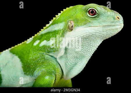 Iguana centrale fijiana (Brachylophus bulabula) Foto Stock