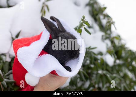 Mano che tiene piccolo coniglio nero in cappello rosso di Babbo Natale all'esterno. Natale e Capodanno concetto. Spazio di copia. Foto Stock