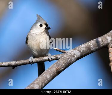 Un colpo di fuoco selettivo di titmouse tufted (bicolor di Baeolophus) arroccato su un ramo a dover, Tennessee Foto Stock