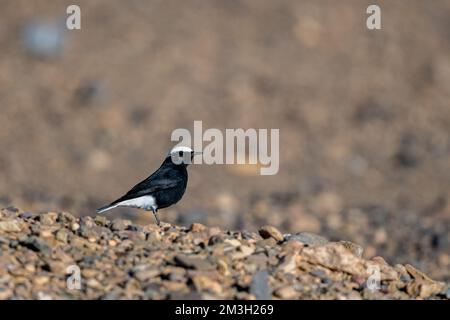 Bianco-coronato di siero di latte, Oenanthe leucopyga, Marocco Foto Stock