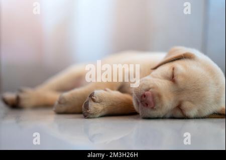 Ritratto di piccolo cucciolo labrador cane dormire sul piano casa vista da vicino Foto Stock