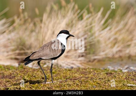 Adulto dallo sperone Plover (Vanellus spinosus) in Israele Foto Stock