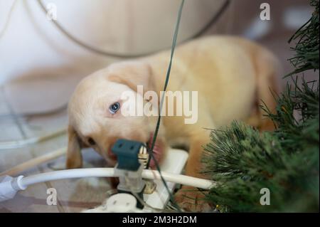 Cucciolo mordente cavi elettrici in casa vista da vicino Foto Stock