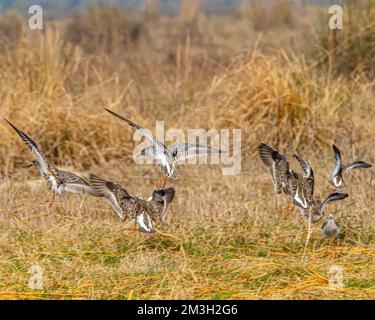 Un gregge di ruffi che atterrano su una terra bagnata Foto Stock