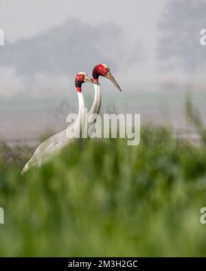 Un paio di Sarus Crane passeggiando in un campo Foto Stock