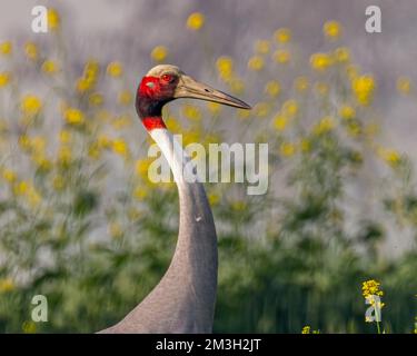 Una gru Sarus che si aggira nel campo della senape Foto Stock