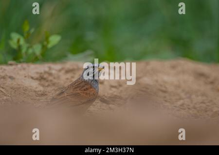 Casa coniglietti, Emberiza sahari, Marocco. Foto Stock