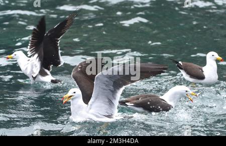 I gabbiani di Belcher (Larus belcheri) scricchiola per scarti di pesce. Pucusana, Lima, Perù Foto Stock