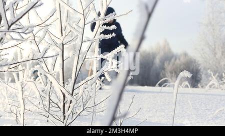 Sfondo bianco invernale. Creativo . Una vista di piccoli alberi e ramoscelli che si trovano nell'inii e nella neve e un uomo sugli sci che cammina lungo l'autostrada Foto Stock