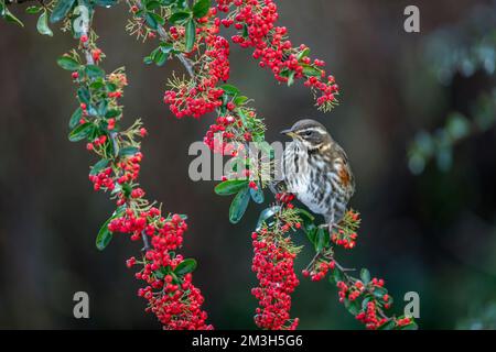 Redwing; Turdus iliacus; su Pyracantha; UK Foto Stock