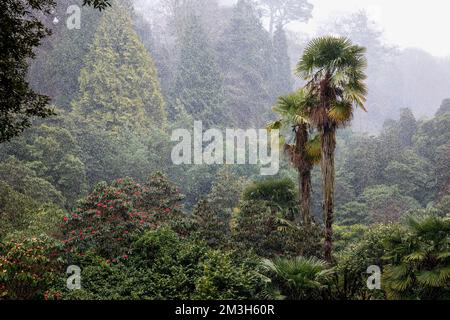 Giardino Trebah; neve; Cornovaglia; Regno Unito Foto Stock