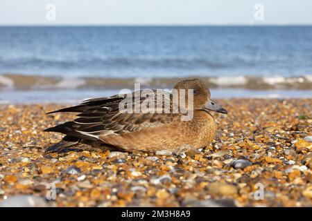 Eurasian Wigeon (Anas penelope) giovane migrante male o stanco appena arrivato dal continente che riposa sulla spiaggia di ciottoli Norfolk UK GB ottobre 2022 Foto Stock