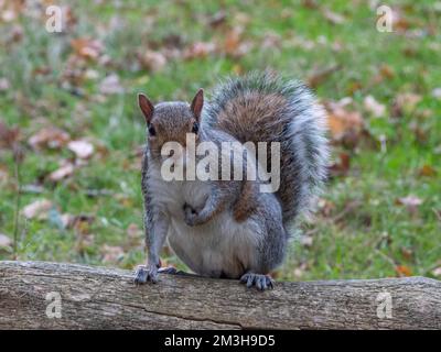 Primo piano di uno scoiattolo grigio orientale (Sciurus carolinensis) a Richmond Park, Surrey, Regno Unito. Foto Stock
