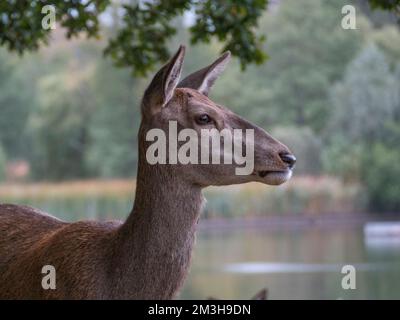 Primo piano di un cervo rosso sul bordo di Pen Ponds, Richmond Park, Regno Unito. Foto Stock