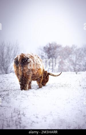 Marroni maestosi bovini delle Highland con corna su un campo di neve in Germania in un inverno freddo in una tempesta di neve Foto Stock