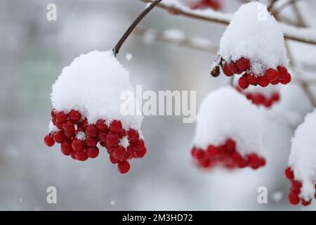 Bacche di viburnum rosso su un cespuglio coperto di neve Foto Stock