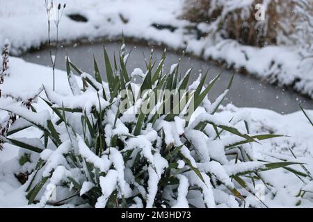 Yucca palma coperta di neve. Piccolo laghetto giardino sullo sfondo. Architettura paesaggistica. Prima neve. Foto Stock