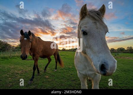Coppia di cavalli-Equus caballus al tramonto. Foto Stock