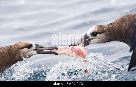 Zwartvoetalbatros vechtend oltre voedsel; nero-footed Albatross di lotta contro il cibo Foto Stock