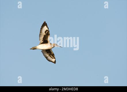 Willet in vlucht; Western Willet battenti Foto Stock