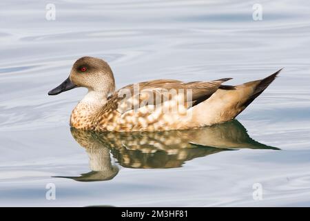 Eend Gekuifde, Crested Duck, Lophonetta specularioides Foto Stock