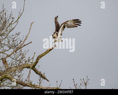 Un colpo di Osprey (Pandion haliaetus) che decolta da un albero morto. Ali in su , taloni visibili mentre si solleva nell'aria. Rutland Regno Unito Foto Stock