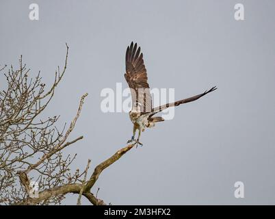 Abbiamo ascensore off . Un colpo d'azione di un Osprey (Pandion haliaetus) che decolta da un albero morto . Taloni affilati visibili .Rutland, Regno Unito Foto Stock