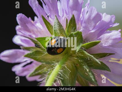 Una forma melanica due spot Harlequin Ladybird (Harmonia axyridis) sul lato inferiore di un campo fiore Scabious . Suffolk, Regno Unito Foto Stock