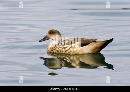 Eend Gekuifde, Crested Duck, Lophonetta specularioides Foto Stock