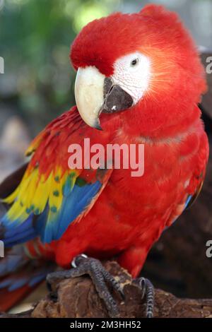 Non esclusivo: Un macaw è visto riposa su tronco di albero / Gruppo Eyepix Foto Stock