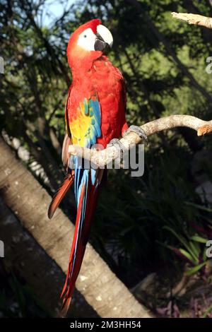 Non esclusivo: Un macaw è visto riposa su tronco di albero / Gruppo Eyepix Foto Stock