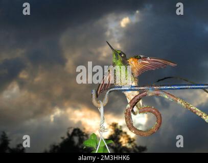 Bruinstaart-hoornkolibrie zittend bij zonsondergang; Buff-tailed Coronet arroccato al tramonto Foto Stock