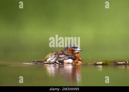 Mannetje Vink badderend bij drinkplaats; maschio fringuello comune la balneazione al sito potabile Foto Stock