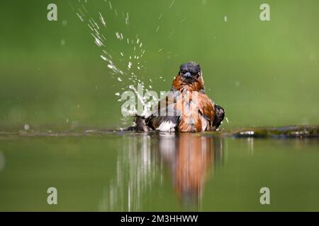 Mannetje Vink badderend bij drinkplaats; maschio fringuello comune la balneazione al sito potabile Foto Stock