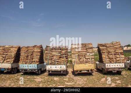 Tronchi di legno selezionati e allineati sul mercato aperto in Africa, vendendo legname per il fuoco e le famiglie Foto Stock