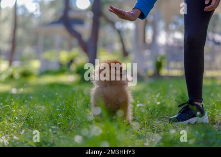 Pomerania con la lingua di fuori Foto Stock