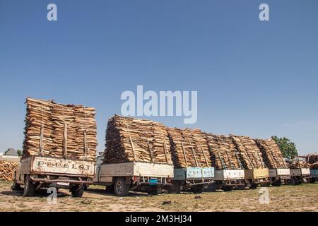 Tronchi di legno selezionati e allineati sul mercato aperto in Africa, vendendo legname per il fuoco e le famiglie Foto Stock