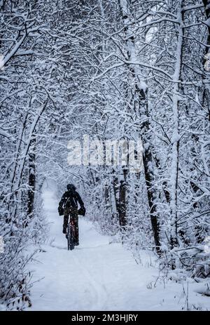 Una persona su una bici grassa di inverno fa un giro attraverso una foresta pacifica in una giornata innevata. Neve aggrappata ai rami di albero vicini. Foto Stock