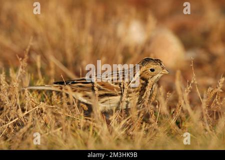 IJsgors, Lapland Longspur, Calcarius lapponicus Foto Stock